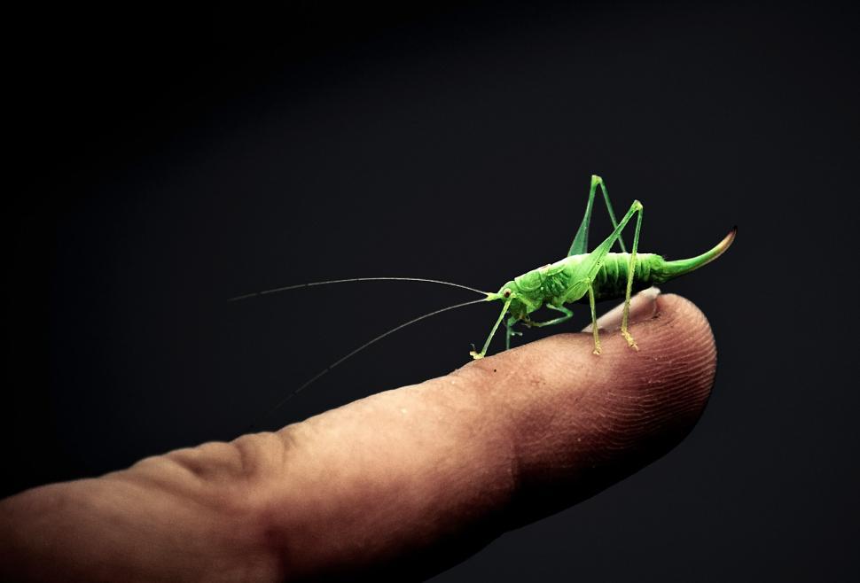 Free Image of Grasshopper 
