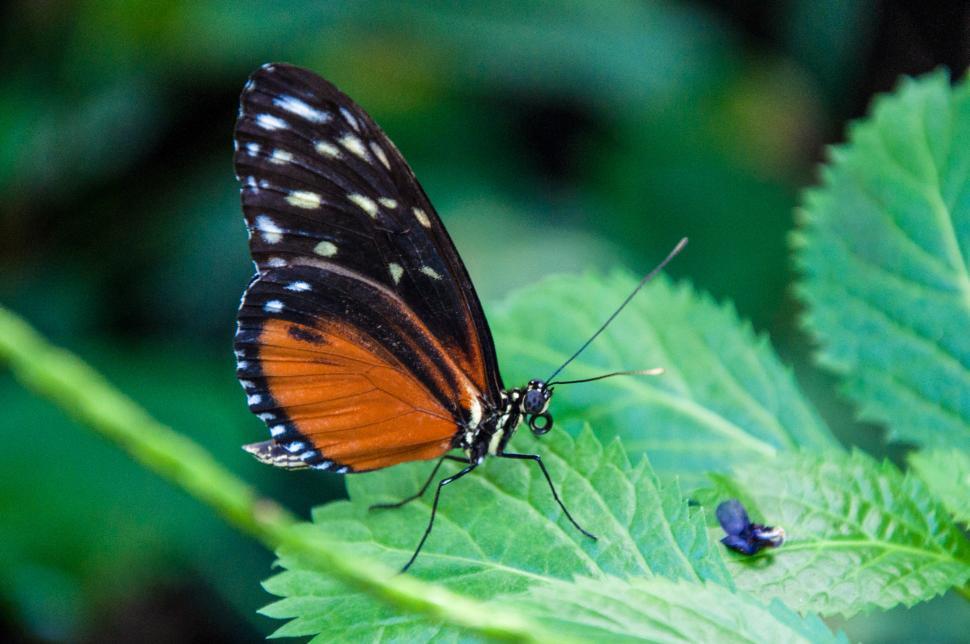 Free Image of Butterfly in nature 