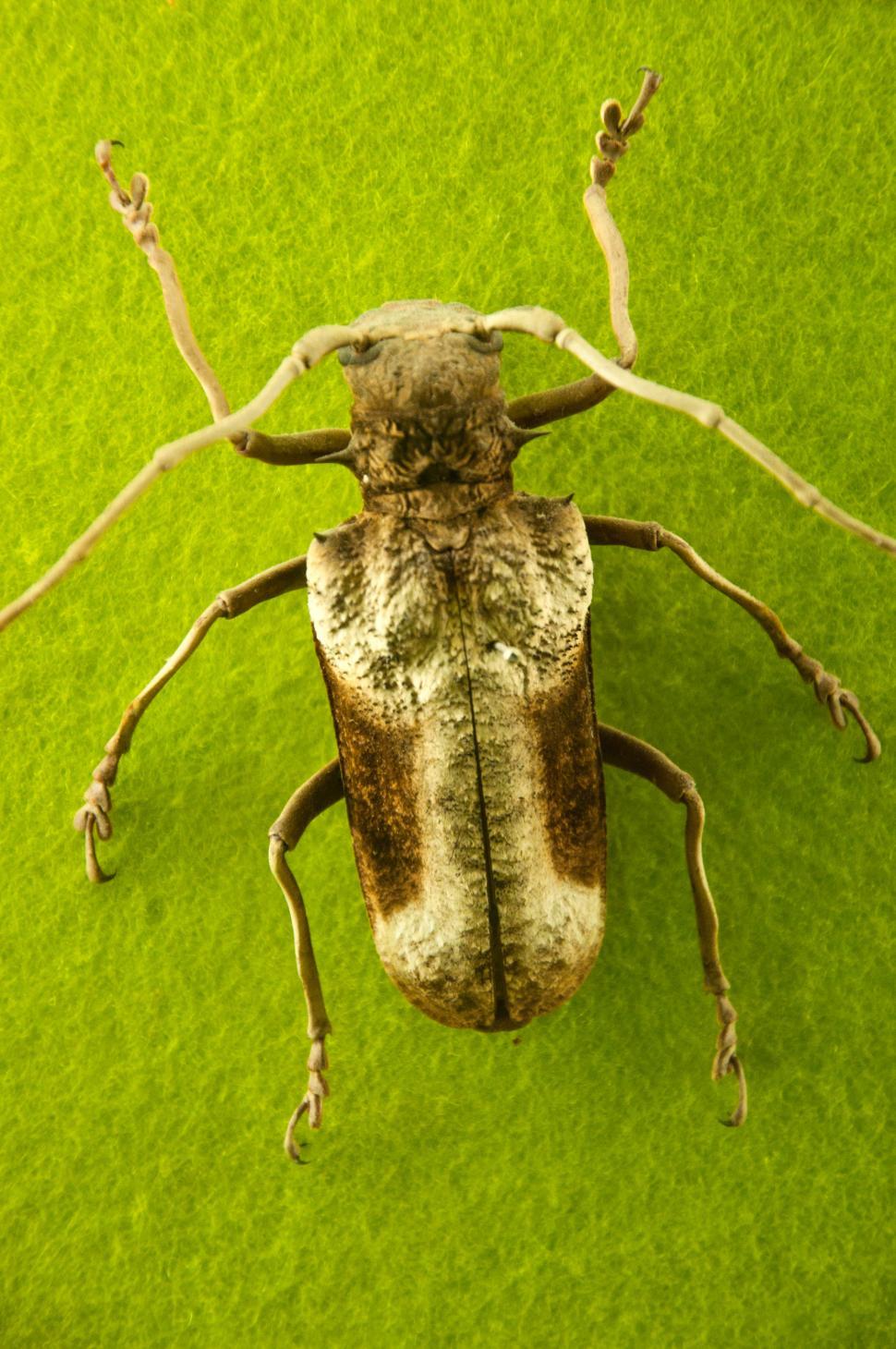 Free Image of beetle insect i 
