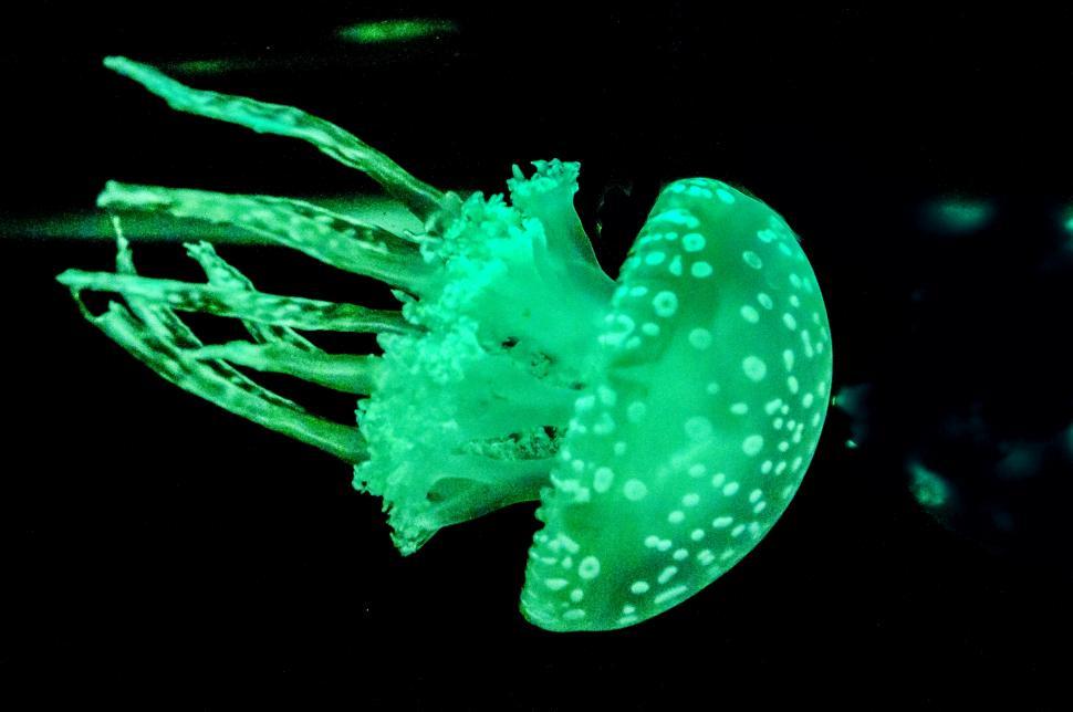 Free Image of jellyfish 