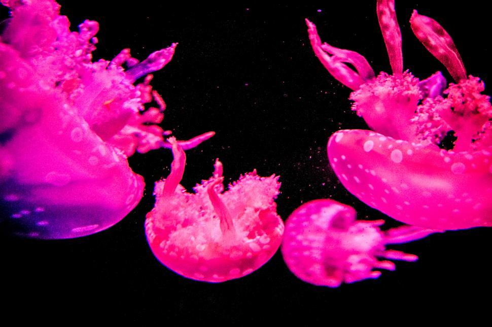 Free Image of jellyfish 