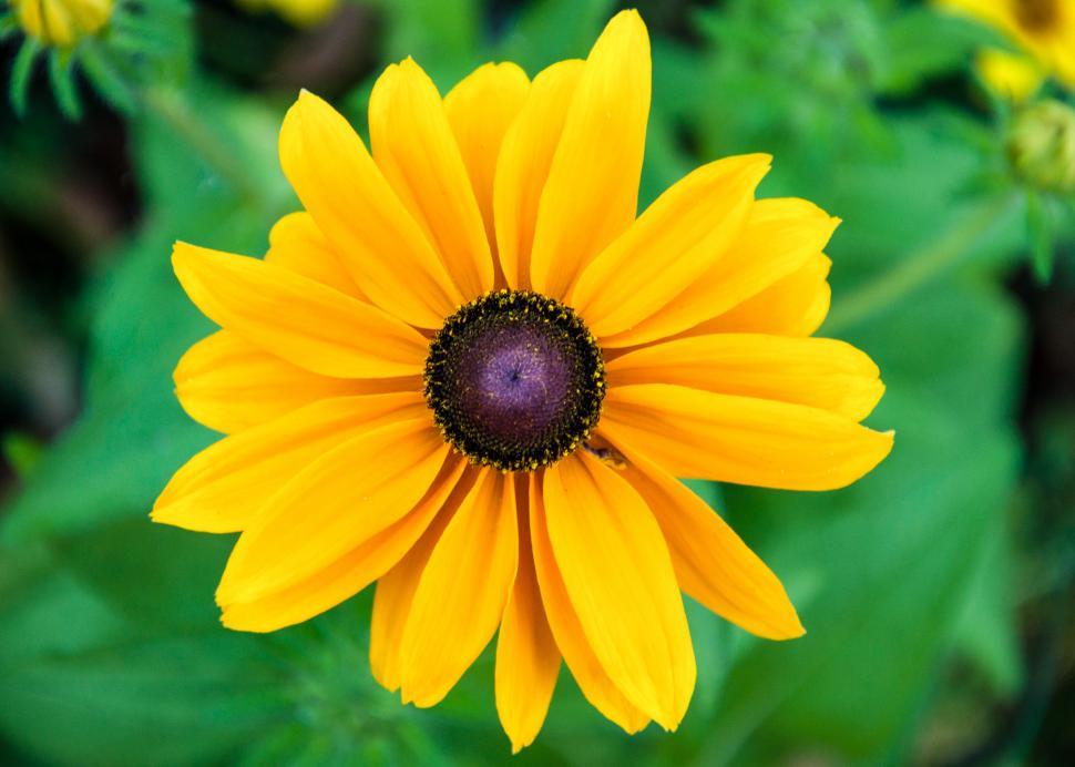Free Image of Black-eyed susan flower 