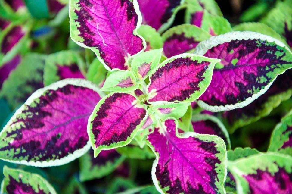 Free Image of Purple and green coleus plant 