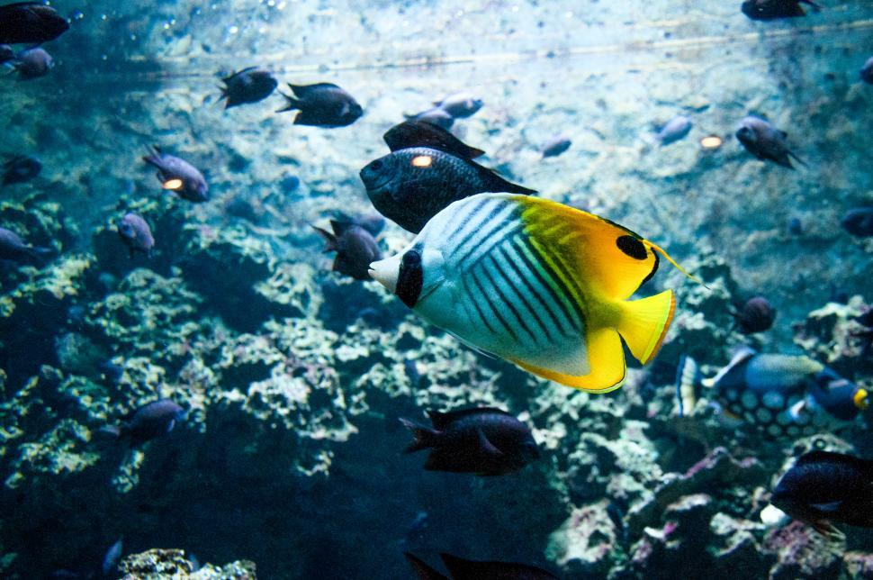 Free Image of Tropical fish 