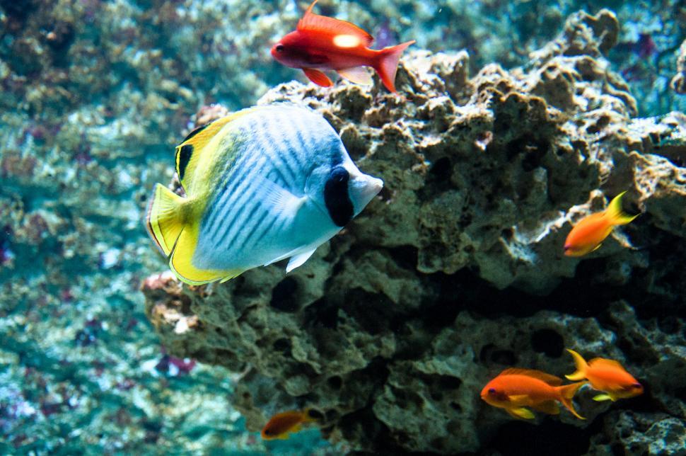 Free Image of Tropical fish 