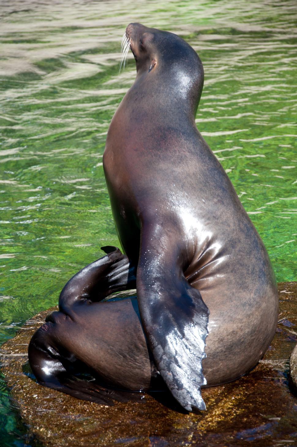 Free Image of Beautiful sea lion 