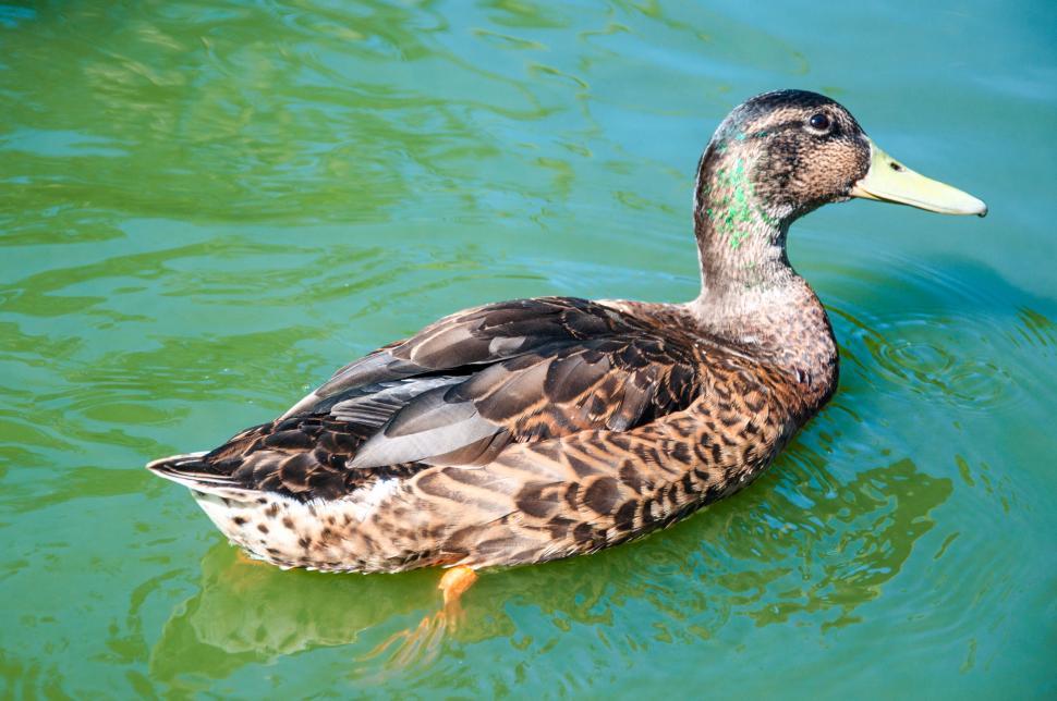 Free Image of Female duck on water 