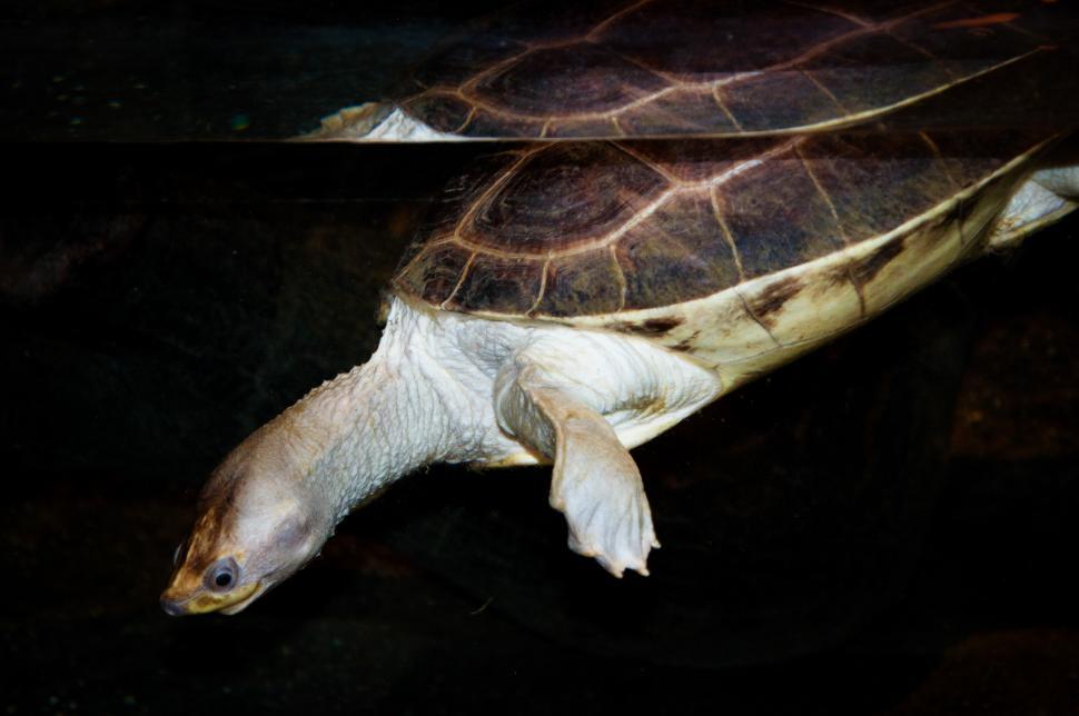 Free Image of Sea turtle 