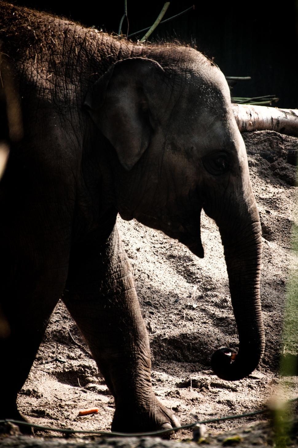 Free Image of African elephant 