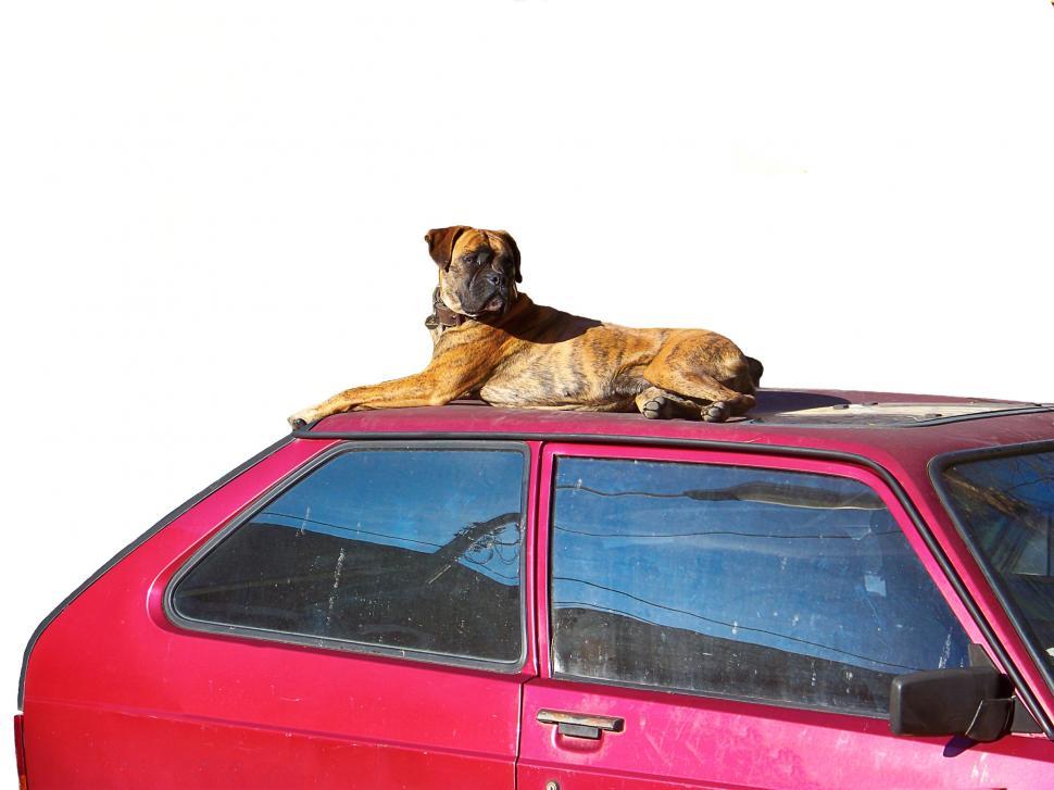 Free Image of Mastiff dog sitting on an Oltcit car  