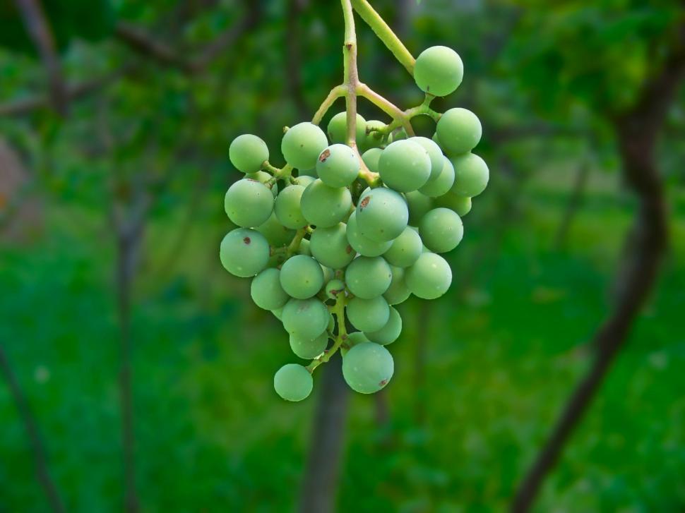 Free Image of Bunch of grapes 