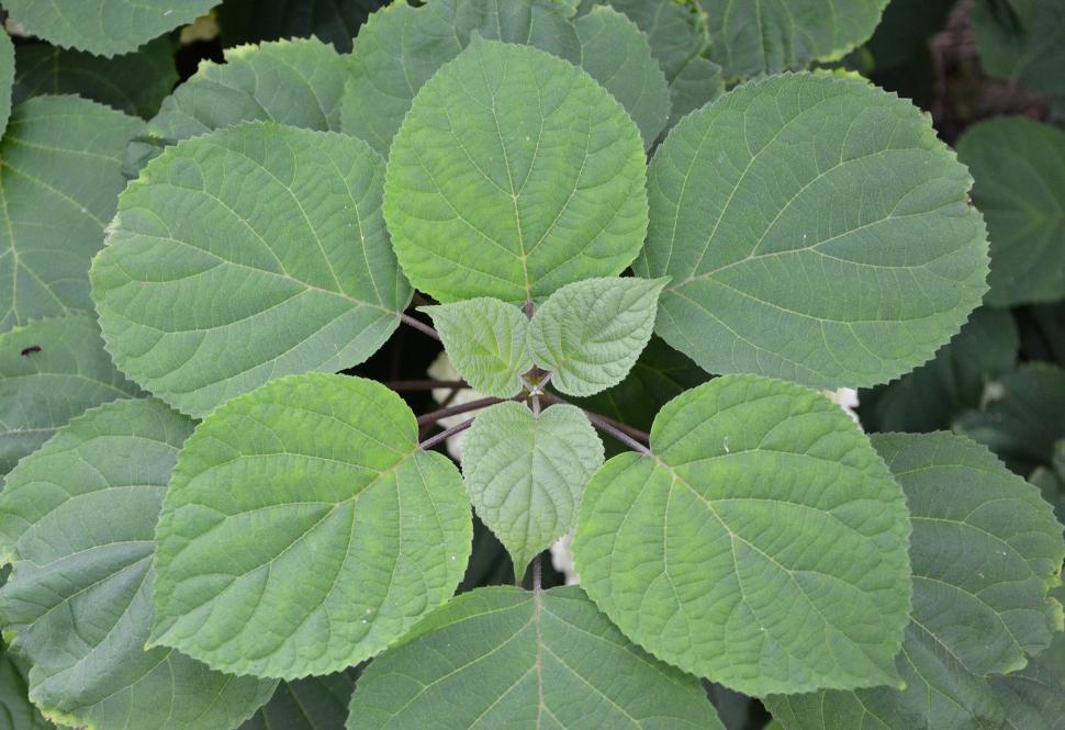 Free Image of Leaves of smooth hydrangea 