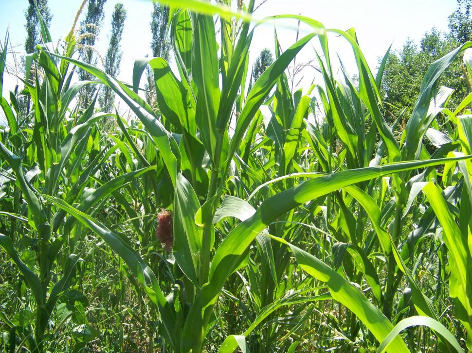 Free Image of Field of green corn 