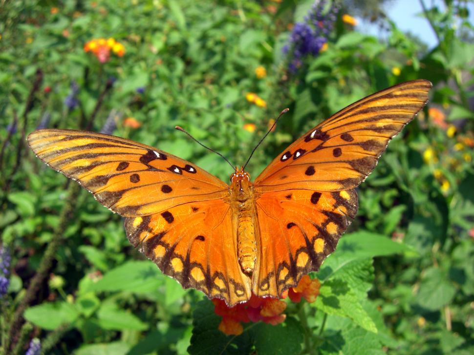 Free Image of Large Orange Butterfly on Top of Flower 
