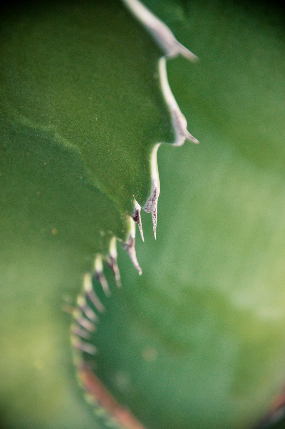 Free Image of Agave cactus leaves 