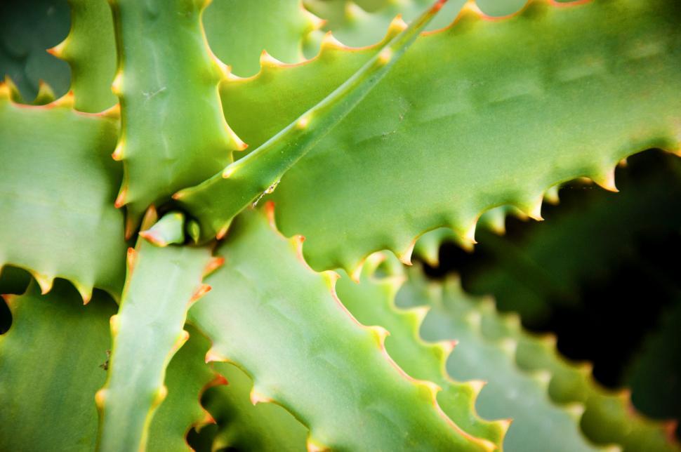 Free Image of Agave cactus leaves 