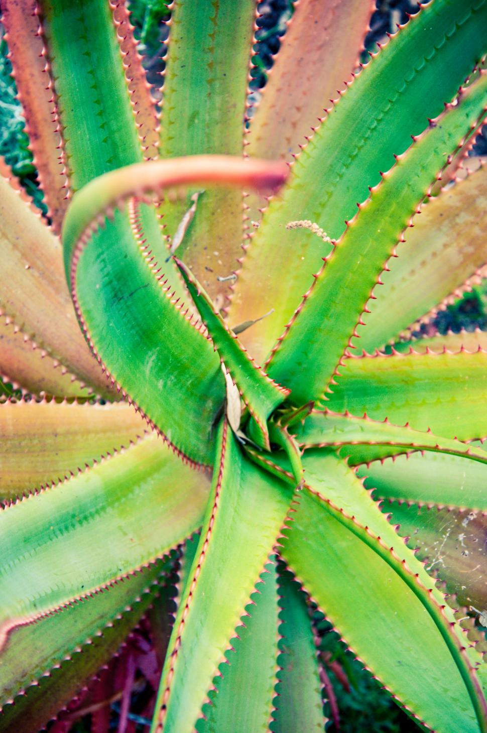 Free Image of Green agave leaves cactus plant 