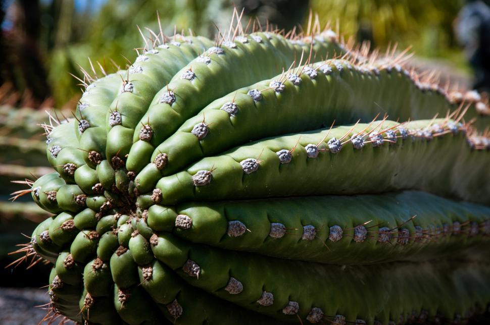 Free Image of Cactus Plant 