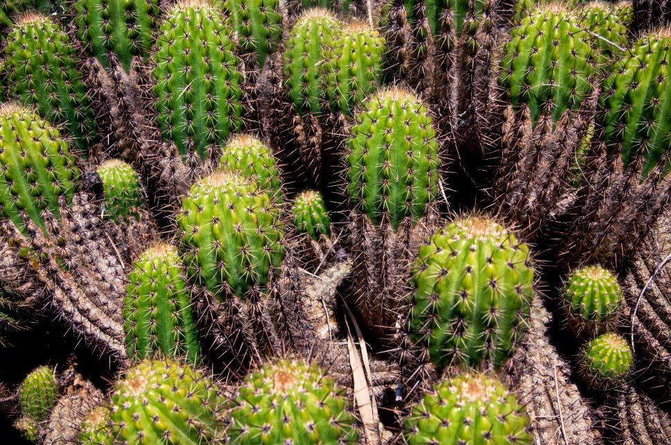 Free Image of Cactus Plants 