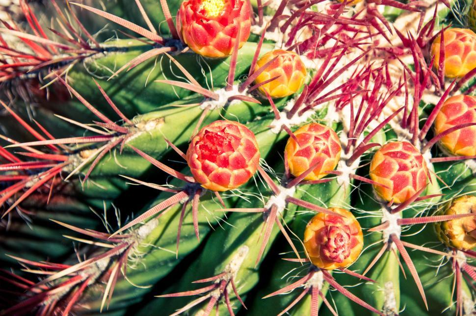 Free Image of flower cactus plant 