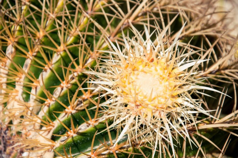 Free Image of Close up of globe shaped cactus 