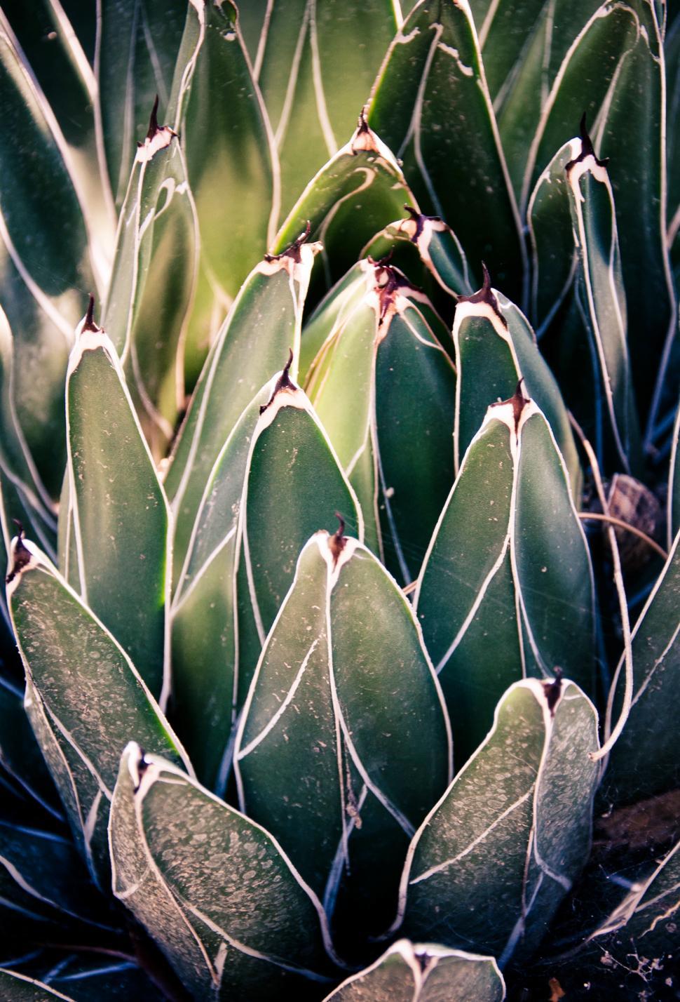 Free Image of Sharp pointed agave cactus 