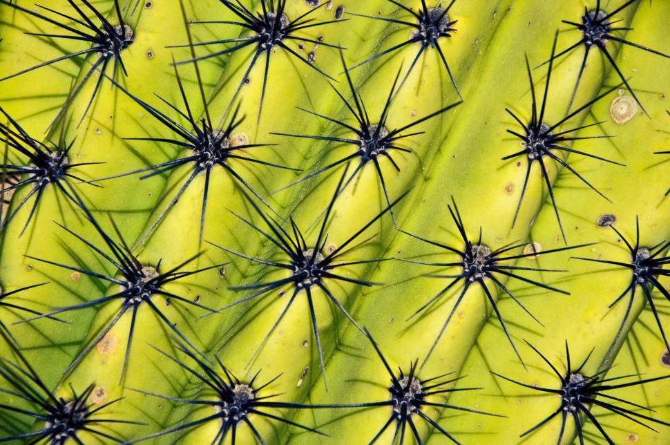 Free Image of Closeup green cactus with needles 