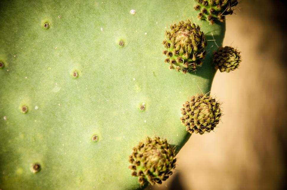 Free Image of Opuntia cactus plant 
