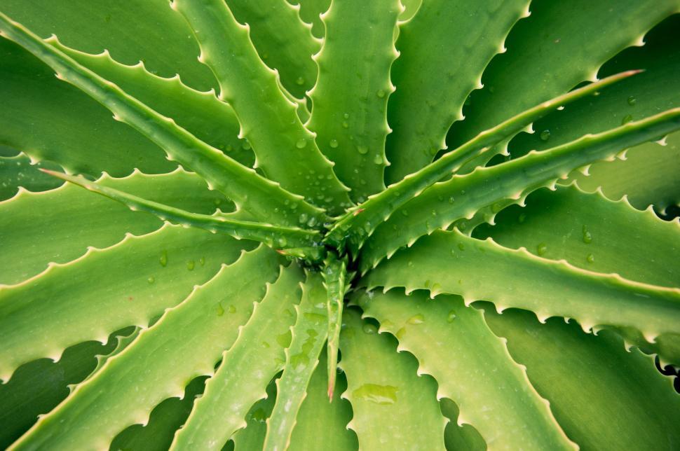 Free Image of agave plant leaves 