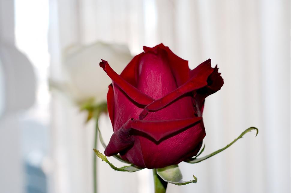 Free Image of The rose 