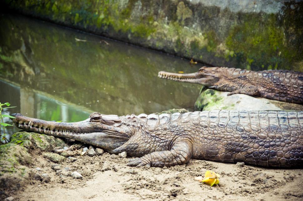 Free Image of Crocodiles 