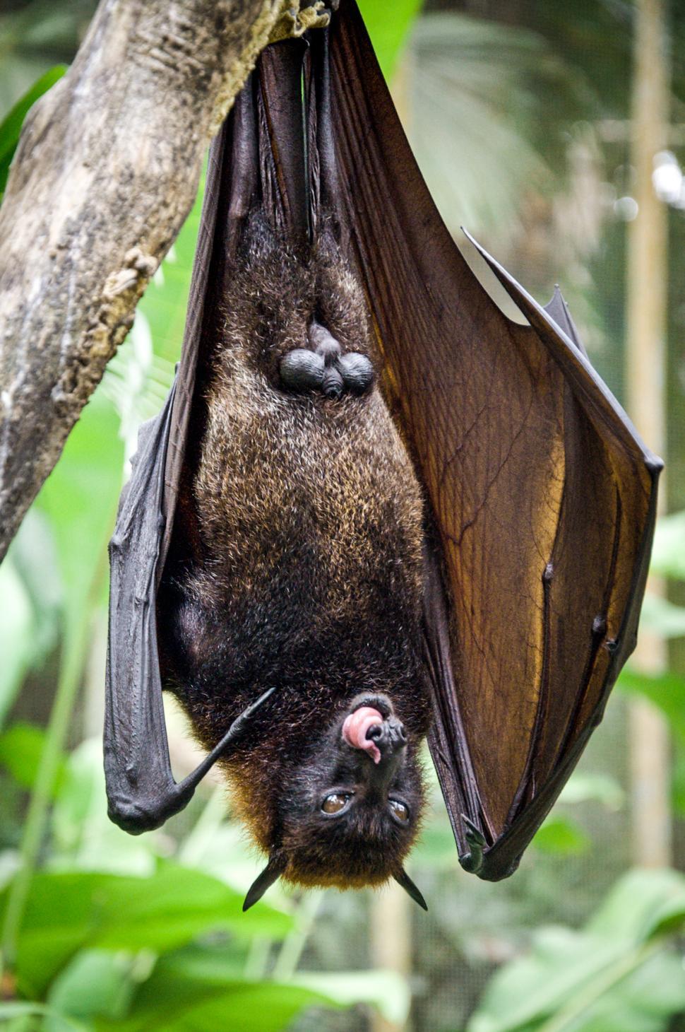 Free Image of Bat hanging on a tree branch  