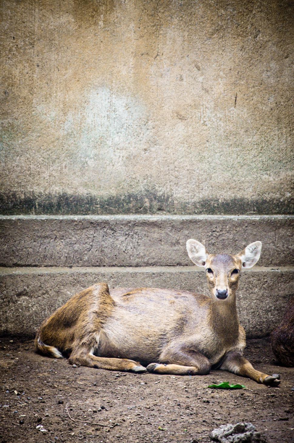 Free Image of Deer 