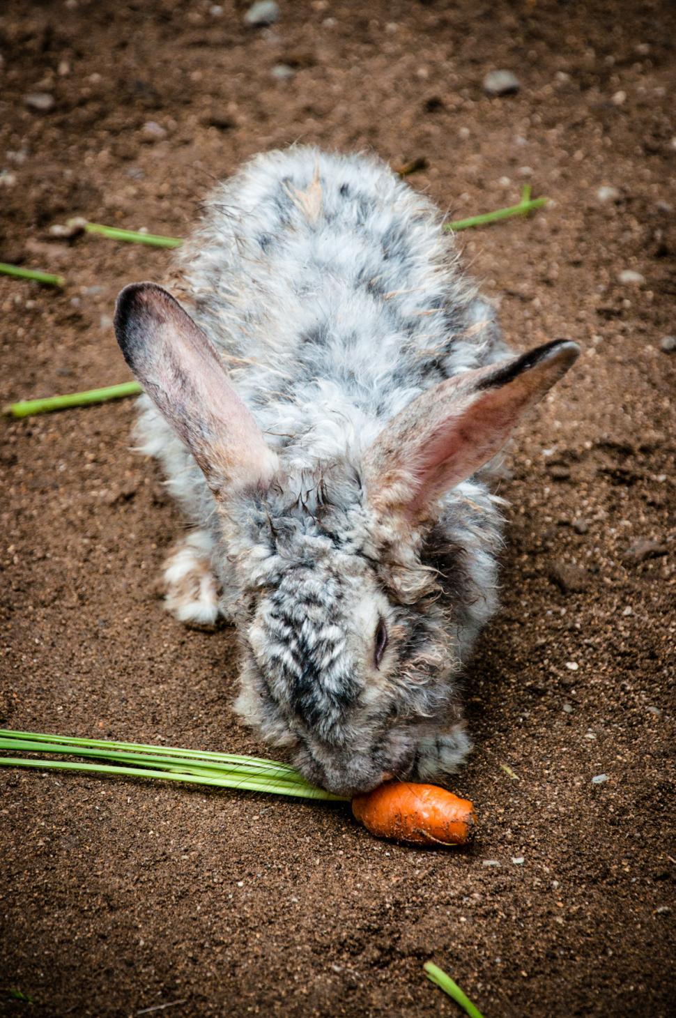 Free Image of bunny rabbit eating carrot 
