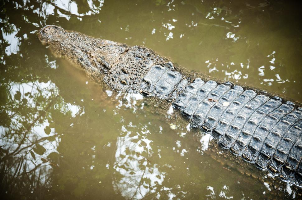 Free Image of Crocodile 