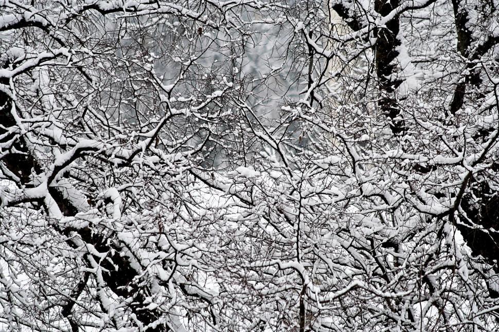 Free Image of Snowy branches 