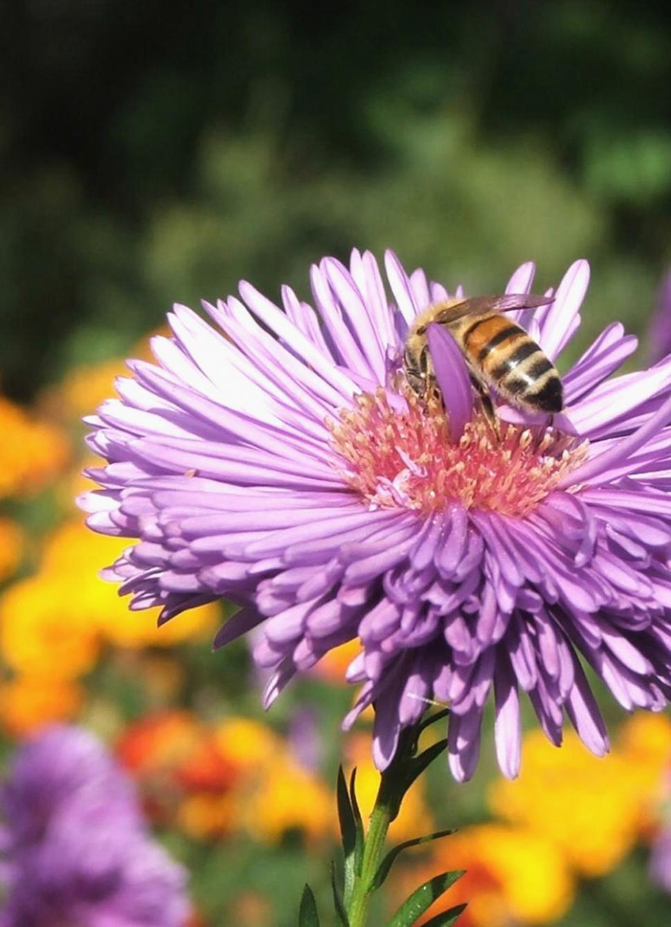 Free Image of Bee on purple flower 