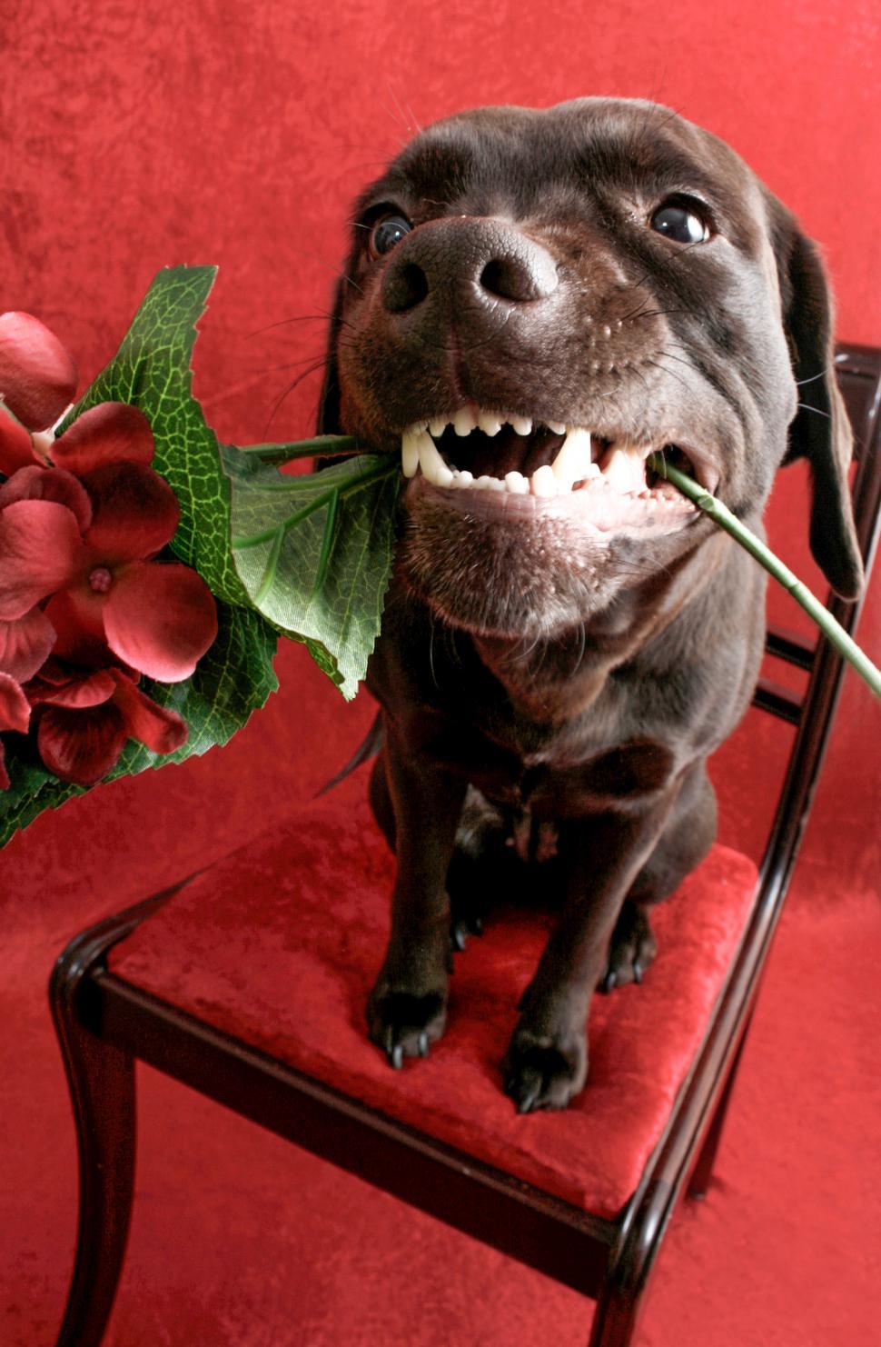 Free Image of Labrador on chair with flower 
