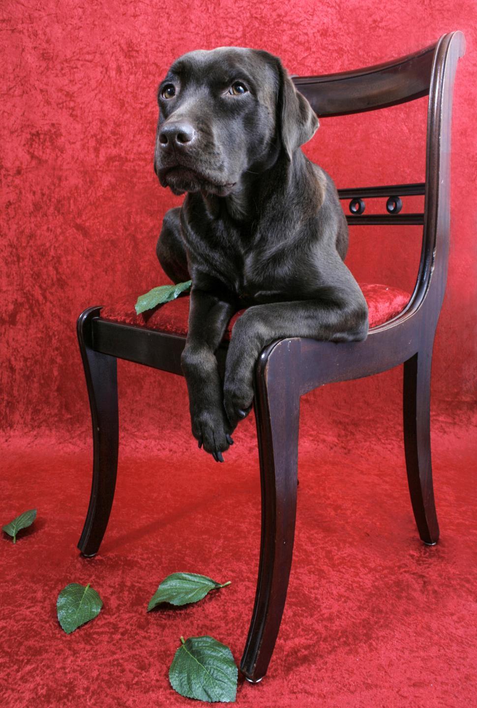 Free Image of Labrador dog on chair 
