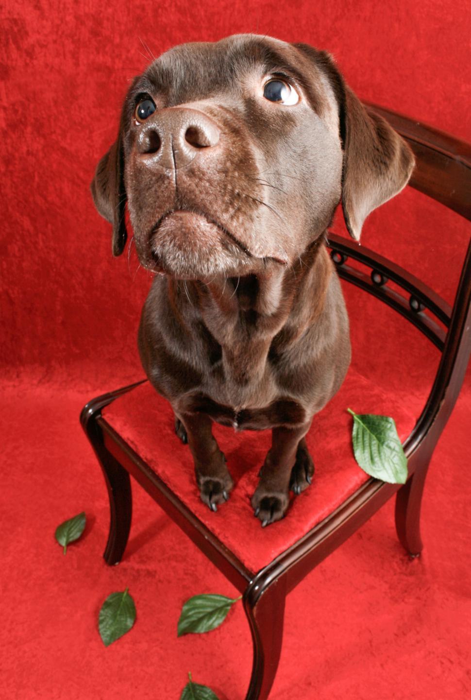 Free Image of Labrador dog on chair 