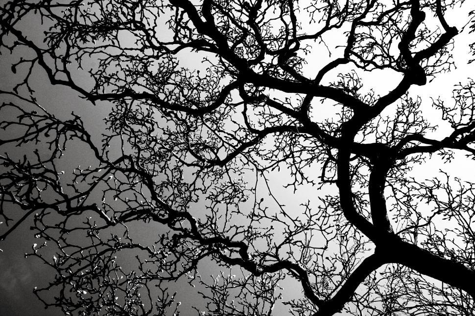Free Image of Tree branches with backlight 