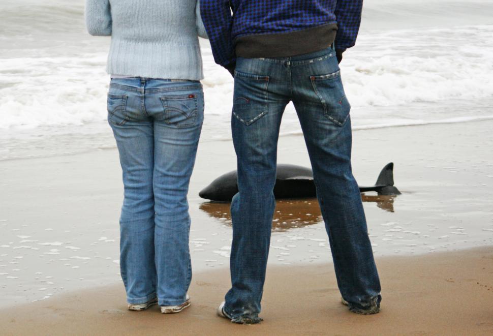 Free Image of People looking at a dolphin washed up on shore 