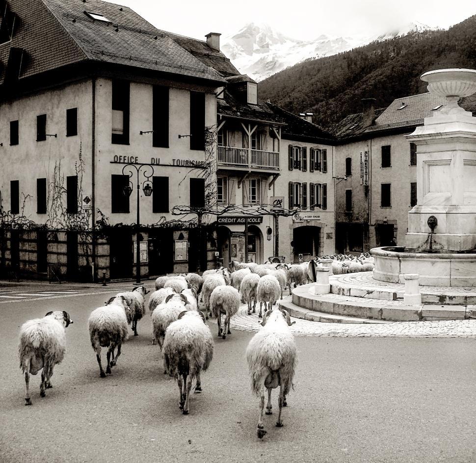 Download Free Stock Photo of Sheep in old french village 