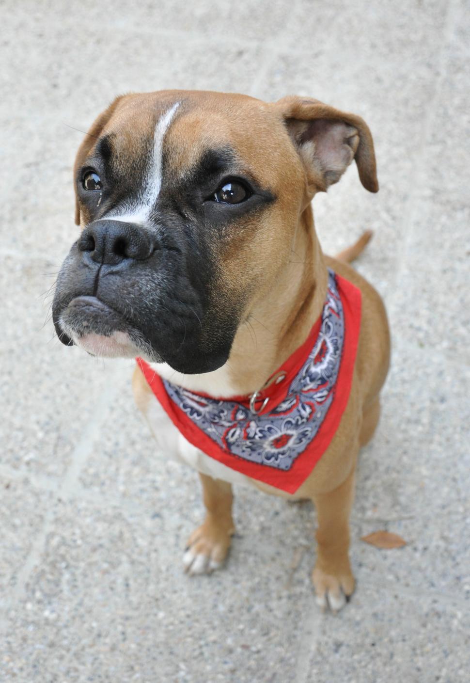 Free Image of boxer dog looking into the camera 