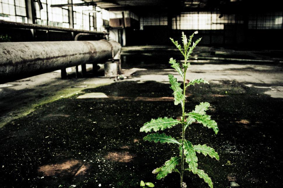 Free Image of Plant grows in Abandoned factory 