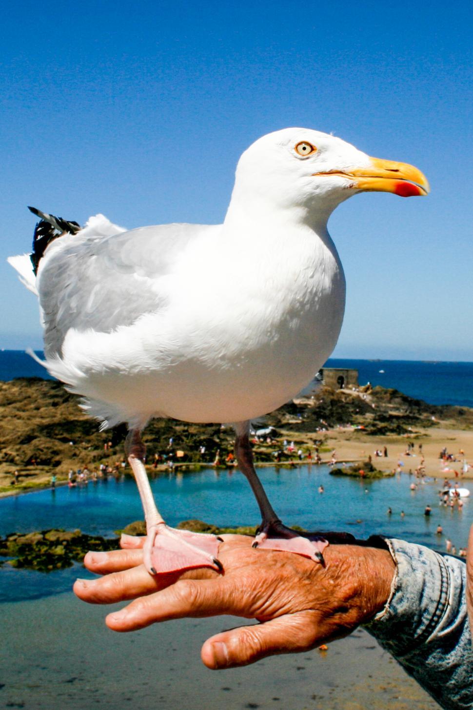 Free Image of Seagull on hand 