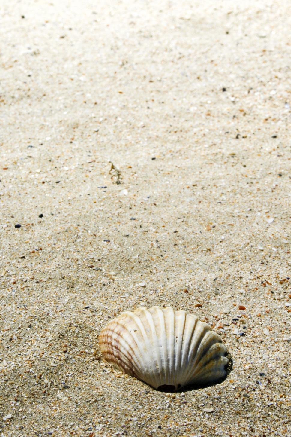 Free Image of shell on beach 