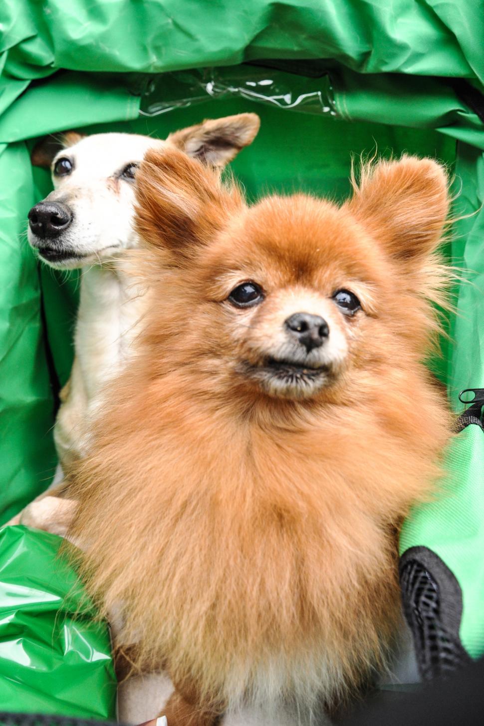 Free Image of Two toy dogs in carriage 