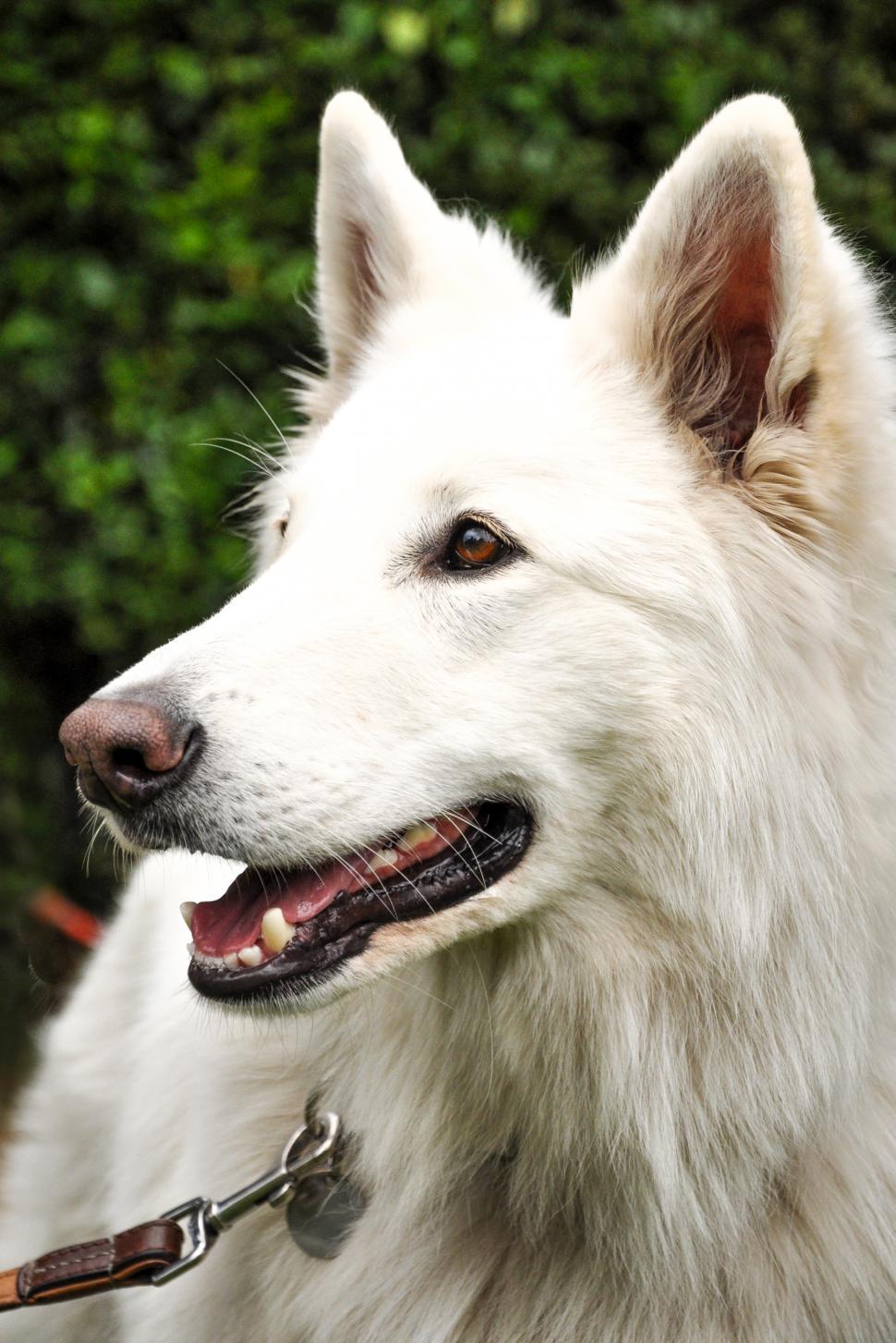 Free Image of White shepherd dog 