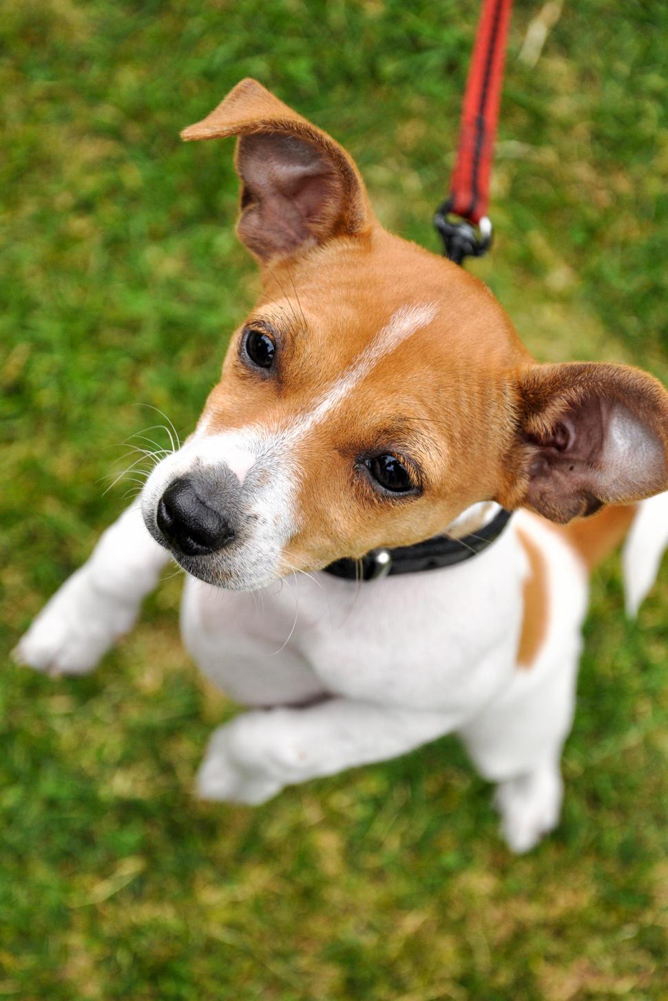 Free Image of Jack russel puppy jumping 